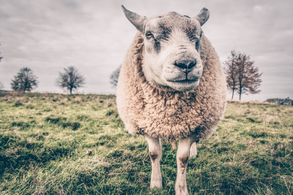 schaap in weiland